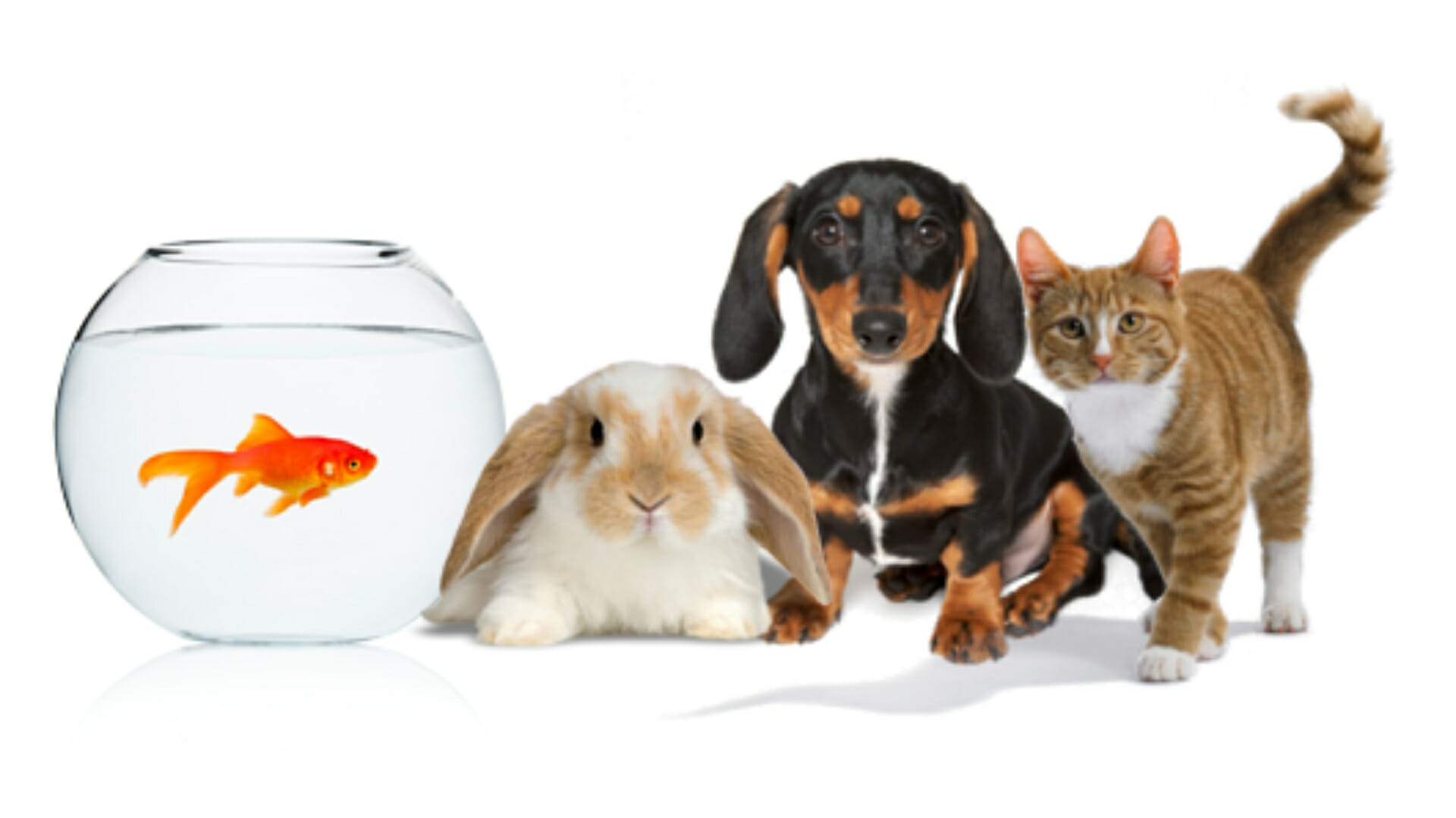 2019 Pet Industry Trend Forecast